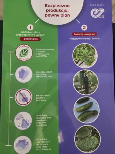 Zalecenia dotyczące ograniczania rozprzestrzeniania się wirusów w uprawie ogórka, fot. PB