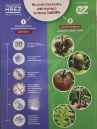 Zalecenia dotyczące ograniczania rozprzestrzeniania się wirusów w uprawie pomidora, fot. PB