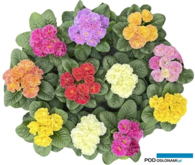 Primula PomPom (fot. Florensis)