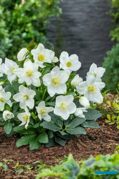 Helleborus Advent Star (fot. Florensis)