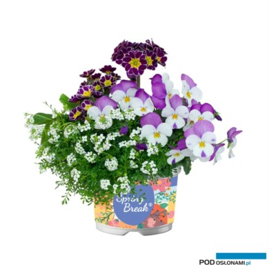 Wiosenny zestaw różnogatunkowy Spring Break (fot. Florensis)
