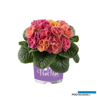 Primula PomPom (fot. Florensis)