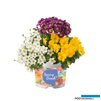 Wiosenny zestaw różnogatunkowy Spring Break (fot. Florensis)