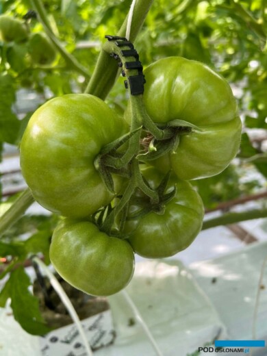 Pomidor DRTG4873 (fot. MRS)