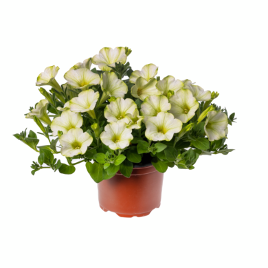 Petunia Fun House Mojito, fot. Syngenta Flowers