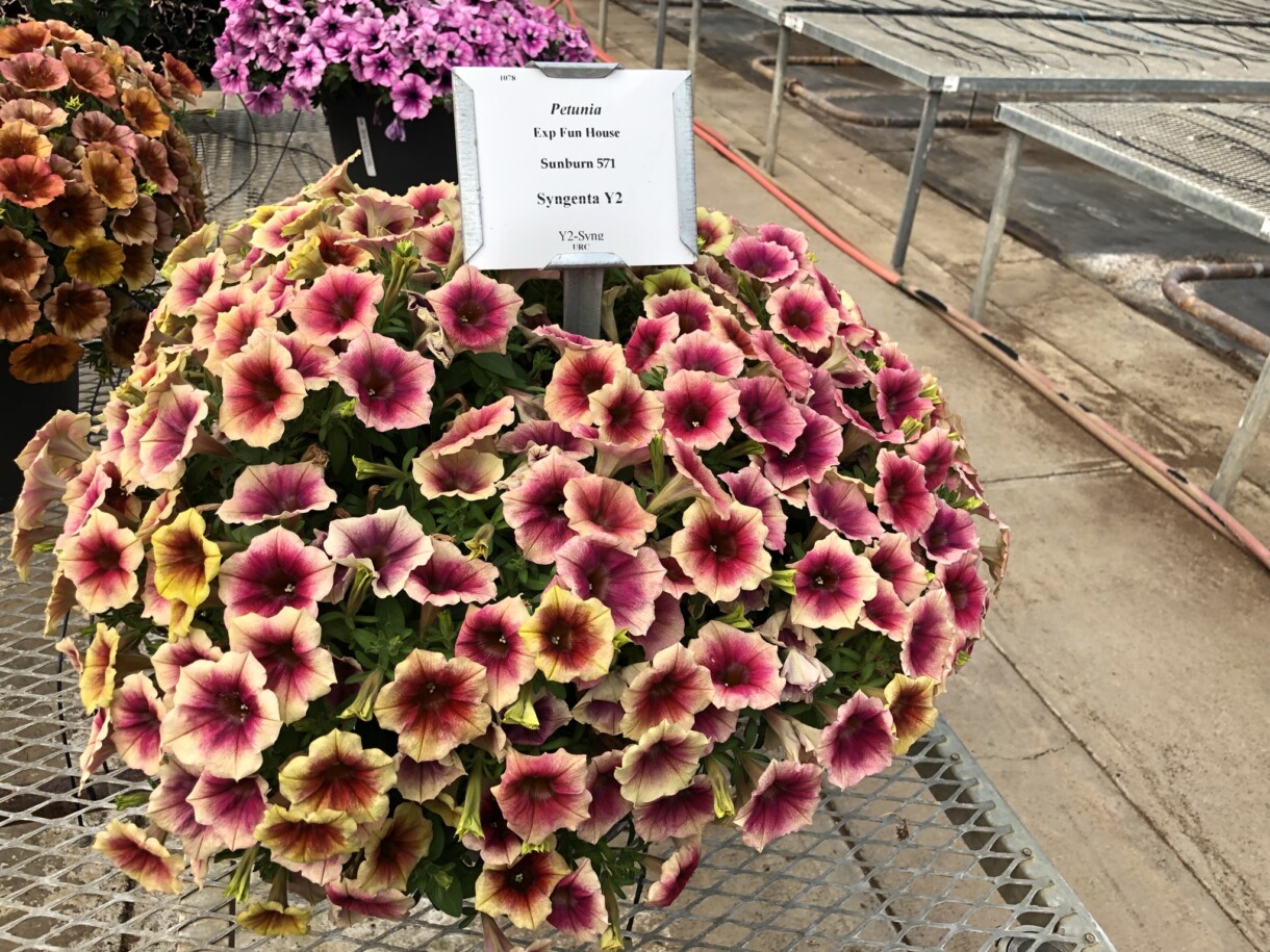 Petunia Fun House Peach Melba, fot. Syngenta Flowers