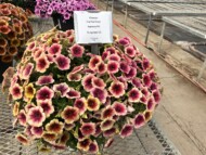 Petunia Fun House Peach Melba, fot. Syngenta Flowers