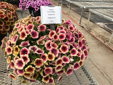 Petunia Fun House Peach Melba, fot. Syngenta Flowers
