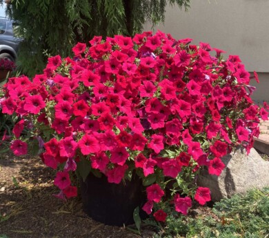Petunia Garden Supreme Raspbbery, fot. Syngenta Flowers
