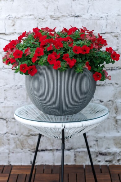 Petunia Dekko Red Imp., fot. Syngenta Flowers