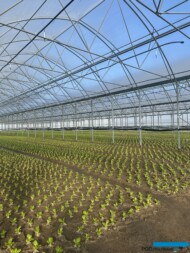 Produkcja sałaty w wysokim tunelu