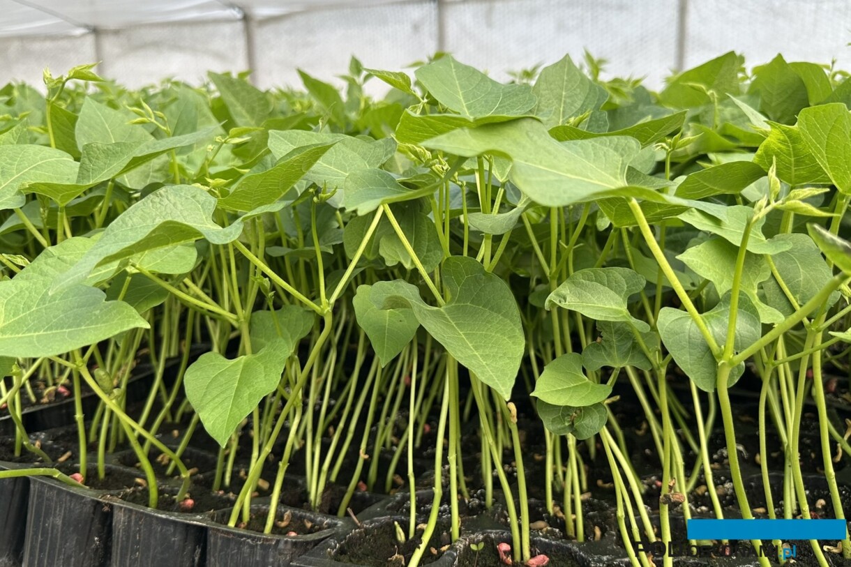 Zdrowa i wysokiej jakości rozsada fasoli