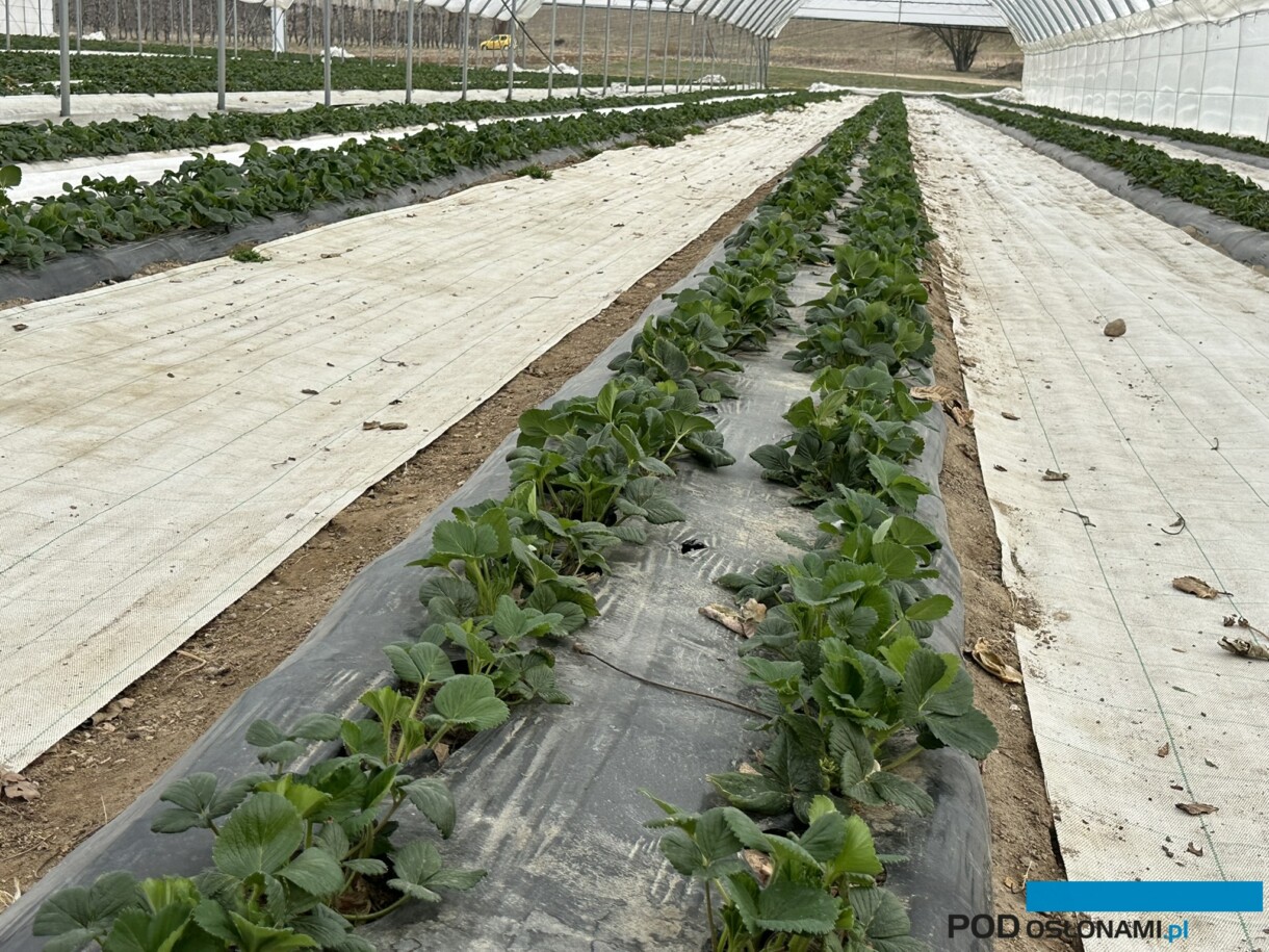 Plantacja truskawki wymaga wiosną regeneracji