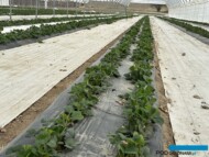 Plantacja truskawki wymaga wiosną regeneracji