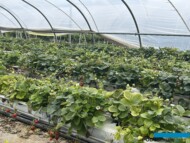 Plantacja truskawki w tunelu