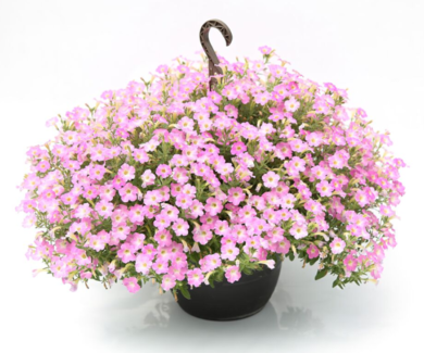 Petunia Itsy Light Pink, fot. Syngenta Flowers
