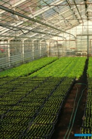 Podłoże torfowe to nadal podstawowy substrat do produkcji rozsady warzyw (fot. AW)