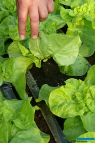 Podłoża torfowe są wykorzystywane m.in. do uprawy sałaty, również w systemach hydroponicznych, w rynnach z przepływającą pożywką (fot. AW)