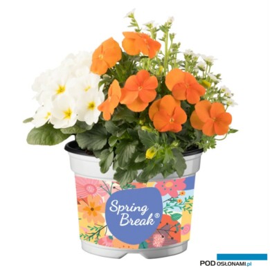 Wiosenny zestaw różnogatunkowy Spring Break (fot. Florensis)