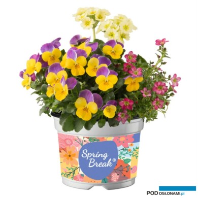 Wiosenny zestaw różnogatunkowy Spring Break (fot. Florensis)