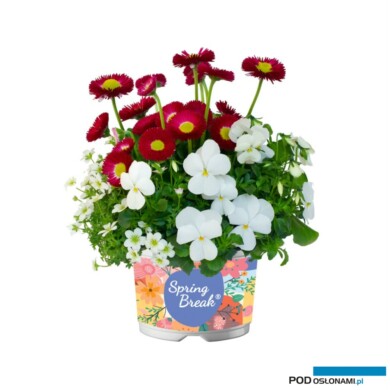 Wiosenny zestaw różnogatunkowy Spring Break (fot. Florensis)