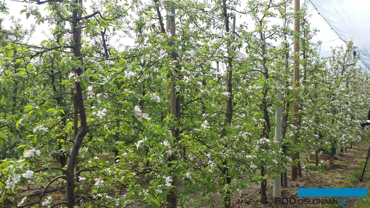 Kwitnący sad jabłoniowy