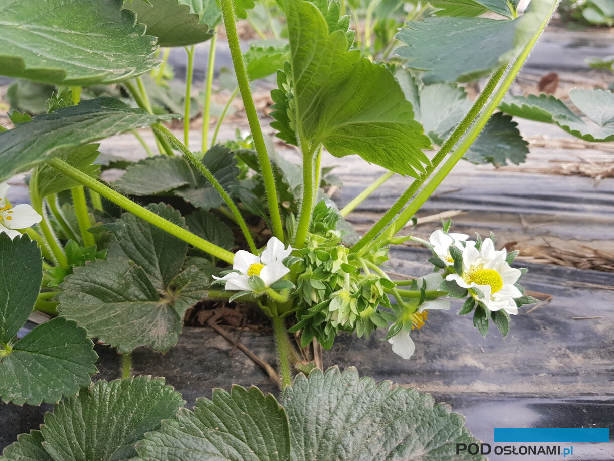 Kwitnąca truskawka w tunelu (uprawa w gruncie). fot. A. Bober