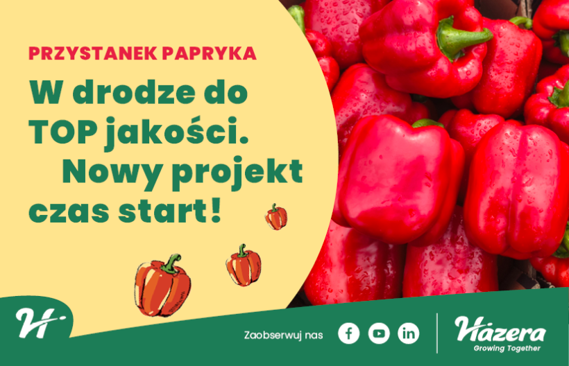Przystanek Papryka; Hazera; odmiany papryki; uprawa papryki pod osłonami, papryka czerwona, papryka żótła, papryka blok,