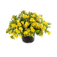 Odmiana Calibrachoa, odmiany roślin balkonowo-rabatowych