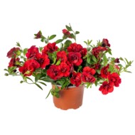 Odmiana Calibrachoa, odmiany roślin balkonowo-rabatowych