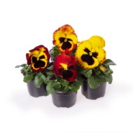 Odmiana bratków, odmiany roślin balkonowo-rabatowych