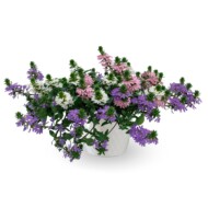 Odmiana Scewoli, odmiany roślin balkonowo-rabatowych