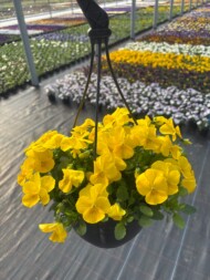 Odmiana bratków, odmiany roślin balkonowo-rabatowych