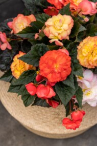 Odmiana begonii, odmiany roślin balkonowo-rabatowych