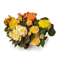 Odmiana begonii, odmiany roślin balkonowo-rabatowych