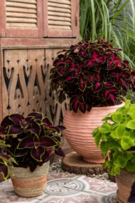 Odmiana koleusa, odmiany roślin balkonowo-rabatowych