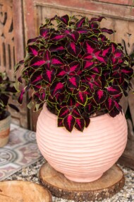 Odmiana koleusa, odmiany roślin balkonowo-rabatowych