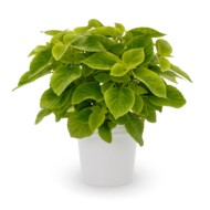 Odmiana koleusa, odmiany roślin balkonowo-rabatowych