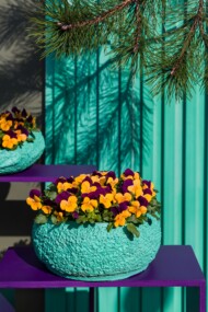 Odmiana bratków, odmiany roślin balkonowo-rabatowych