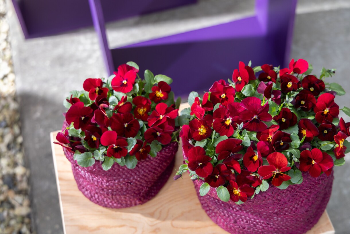 Odmiana bratków, odmiany roślin balkonowo-rabatowych