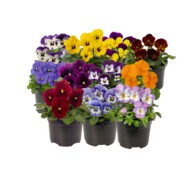 Odmiana bratków, odmiany roślin balkonowo-rabatowych