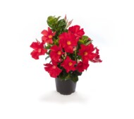 Odmiana mandewili, odmiany roślin balkonowo-rabatowych