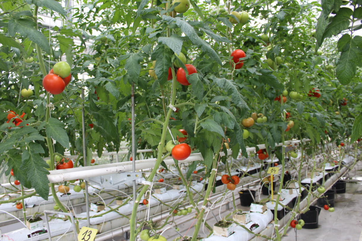 Uprawa pomidorów w matach węgla brunatnego Carbomat (fot. Carbohort)