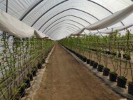 Uprawa malin w tunelu w donicach – warunki sprzyjające rozwojowi przędziorka chmielowca (fot. T. Domański), maliny w tunelach, początek wegetacji, uprawa malin w donicach.