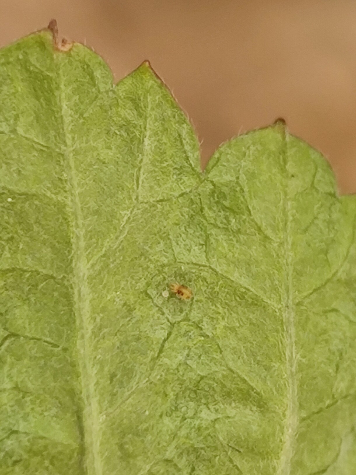 Objawy żerowania przędziorka chmielowca na liściu truskawki – przebarwienia i uszkodzenia (fot. T. Domański)