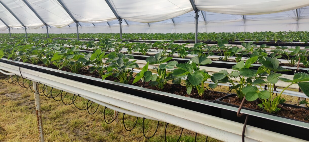 Uprawa truskawki w tunelu w rynnach – środowisko sprzyjające szybkiemu rozwojowi przędziorków (fot. T. Domański)