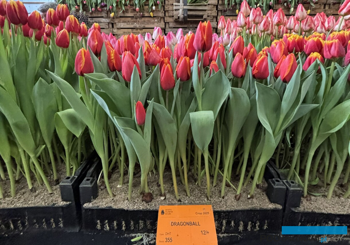 Tulipany _ Tulip Trade Event 2026