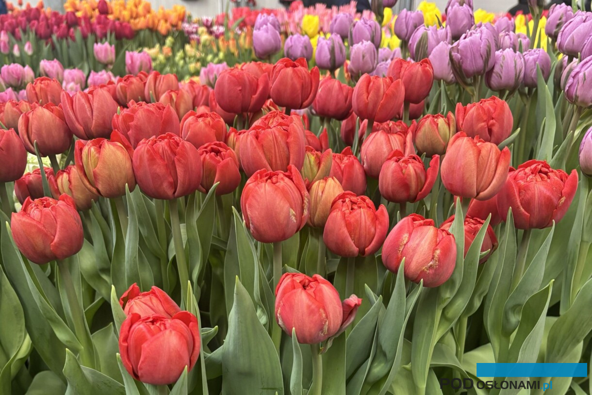 Tulipany pelnokwiatowe_TulipTradeEvent2026_fot. A-Cecot