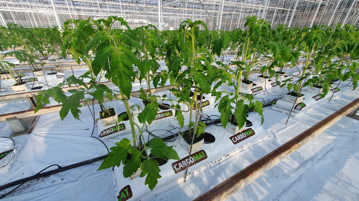 Młode rośliny pomidora w matach Carbomat, uprawa pomidorów w matach węgla brunatnego Carbomat (fot. Carbohort)