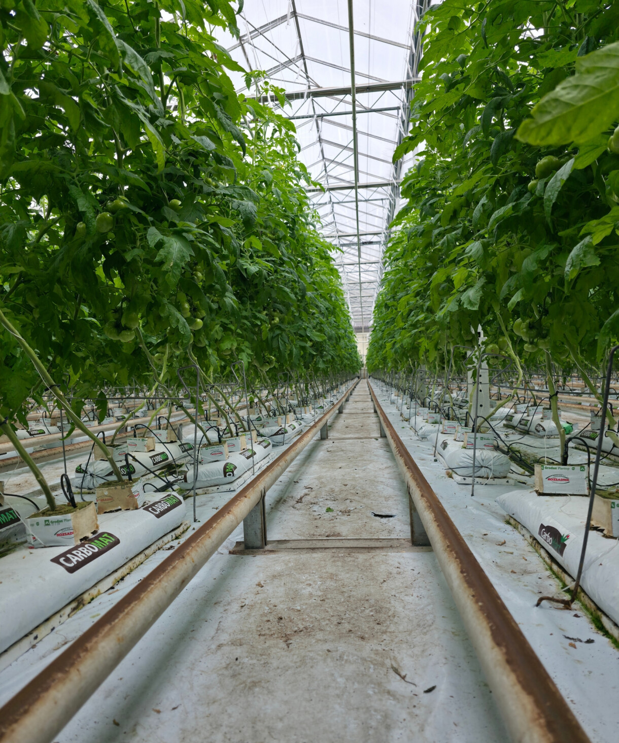Uprawa pomidorów w matach węgla brunatnego Carbomat (fot. Carbohort)